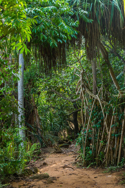 A small path in the jungle of Sri Lanka - Valokuva, kuva