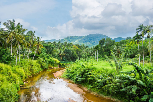 Coconut palm plantation on a small river banks, Sri Lanka. - Фото, изображение