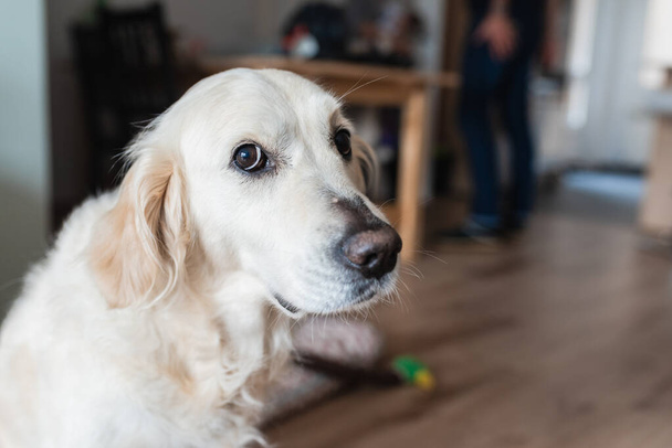 friendly white dog of golden retriever breed looking at camera with a gesture of guilt. - Foto, afbeelding
