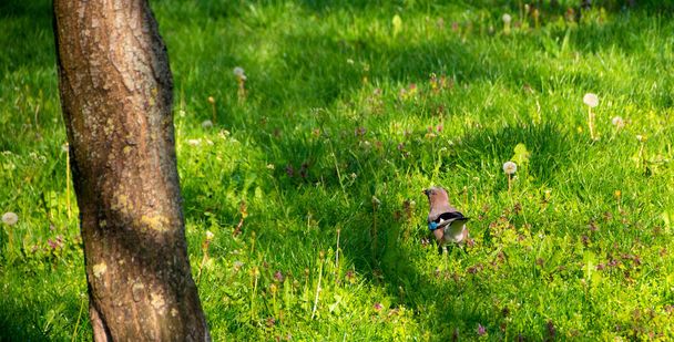 Jays, karga ailesindeki kuşlar. Jay şehir parkında oynuyor - görüntü - Fotoğraf, Görsel