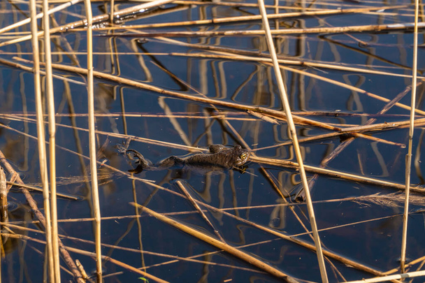 Rosja. 15 maja 2021. Żaba jeziorna trzyma trzcinę i kąpie się w słońcu w wodzie jeziora Sukhodolsky w regionie Leningradu. - Zdjęcie, obraz