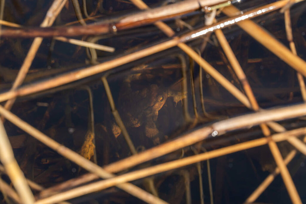 Russland. 15. Mai 2021. Ein Seefrosch hält sich an einem Schilf fest und sonnt sich im Wasser des Suchodolski-Sees im Gebiet Leningrad. - Foto, Bild