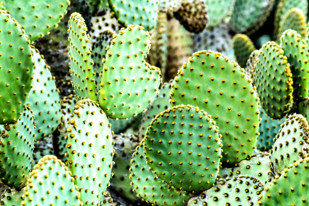 Барвиста рослина Opuntia Microdasys кактус в горах
 - Фото, зображення