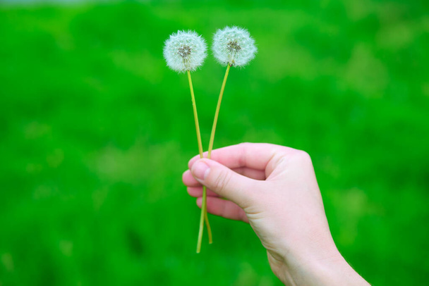 Holding Dandelions in the hand . Dry flowers at green background - Photo, Image