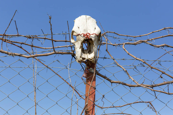 動物の頭蓋骨のフェンスのポスト - 写真・画像