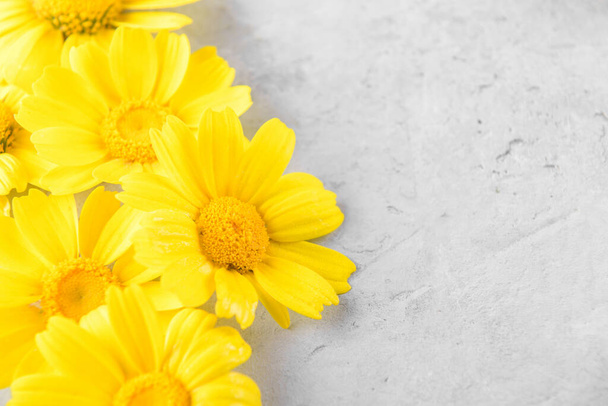 Žluté květy pozadí skládají ze žlutých heřmánků nebo sedmikrásky na šedém trendy pozadí. Flat lay, top view and copy space - Fotografie, Obrázek