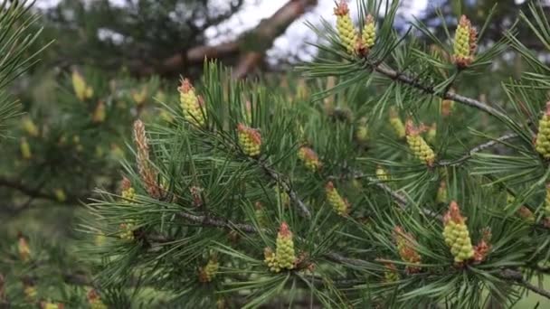 Virágzó fenyőfa az erdőben tavasszal - Felvétel, videó
