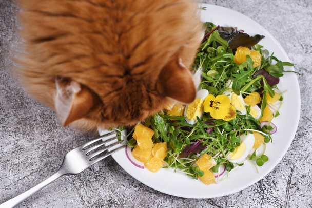 The ginger cat bent over a plate of fruit and vegetable salad - Valokuva, kuva