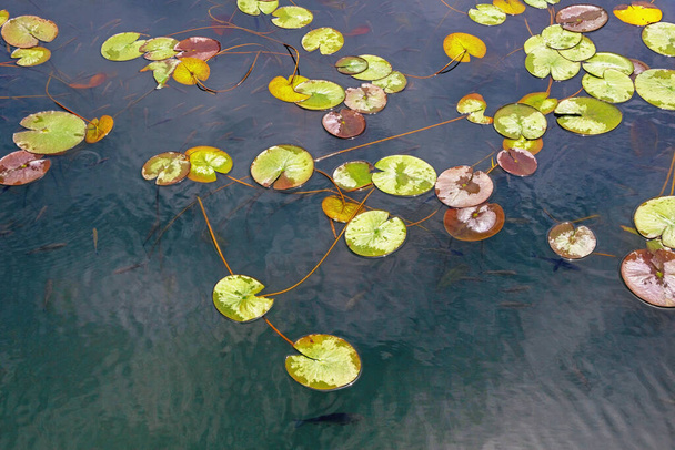 Zona húmida, fundo. Folhas de lírio-água (Nuphar lutea) e escola de peixes. Montenegro, Parque Nacional Skadar Lak - Foto, Imagem