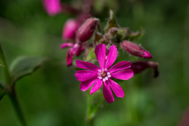 hermosas flores rosadas en el campo - Foto, Imagen