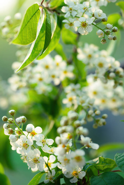 Branch of flowering bird cherry in white flowers on a spring sunny day. - Fotoğraf, Görsel