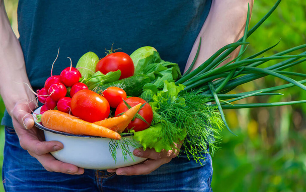 Bauer in blauer Kleidung hält reifes Gemüse in der Hand. Möhren, rosa Radieschen, Zucchini, Gurken, Zwiebeln. Kein Plastik, kein Müll, Ökologie - Foto, Bild