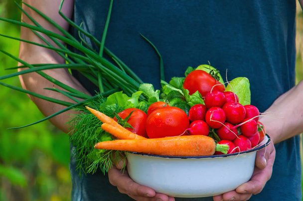 фермер в блакитному одязі тримає стиглі овочі в руках. Морква, рожева редька, кабачки, огірок, цибуля. Без пластику, без відходів, екологія Вибірковий фокус
 - Фото, зображення