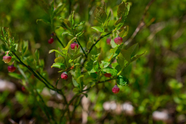 Blueberry flowers Vaccinium myrtillus, plant that grows in fores - 写真・画像
