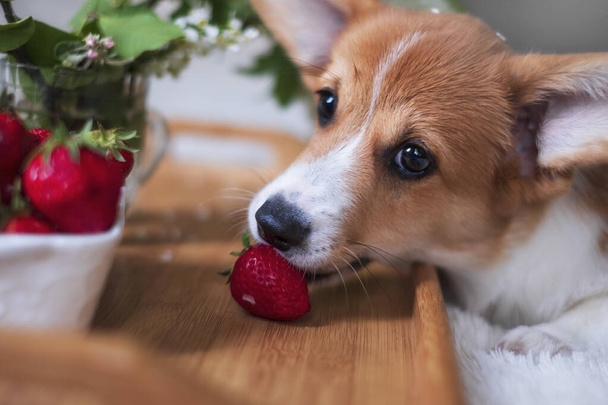 Portrait of a red welsh corgi pembroke puppy eats strawberries at home - Foto, Imagen