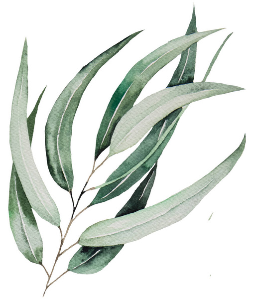 Watercolor eucaliptus leaves on branch illustration isolated - Fotoğraf, Görsel
