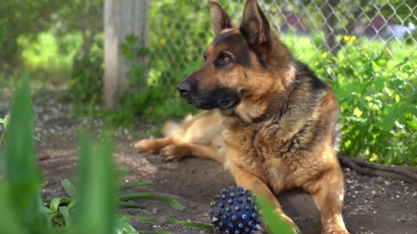 German Shepherd Dog bites and destroys a ball for play - Footage, Video