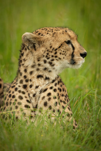 Close-up of cheetah on grass facing right - Fotó, kép