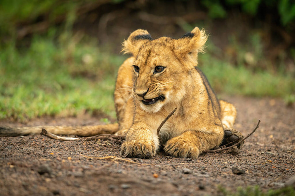 Close-up of lion cub lying holding branch - Foto, afbeelding