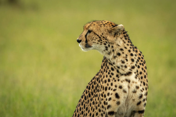 Close-up of cheetah sitting in blurred grass - Фото, зображення