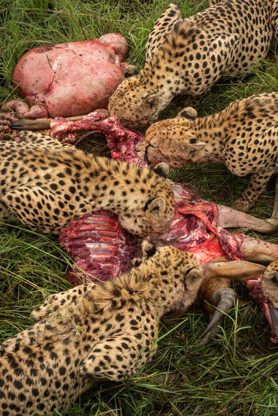 Close-up of four cheetahs feeding on carcase - Photo, image