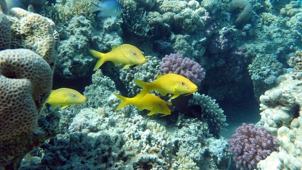 紅海のサンゴ礁で美しい魚. - 写真・画像