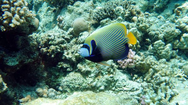 紅海のサンゴ礁で美しい魚. - 写真・画像