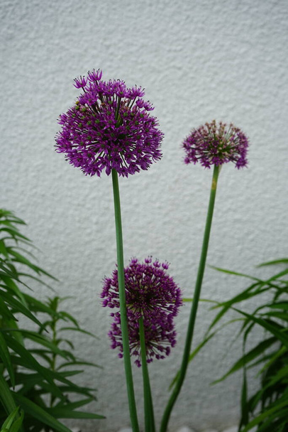 Allium aflatunense "Purple Sensation" in May in the garden. Berlin, Germany   - Photo, Image