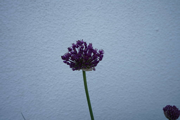 アリウムは庭で5月に「紫色の感覚」を放棄します。ドイツ・ベルリン   - 写真・画像