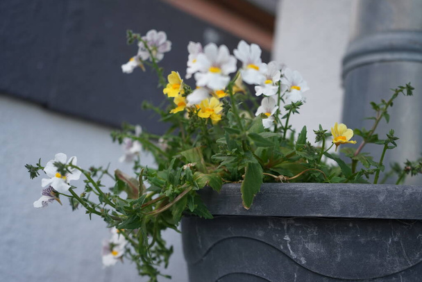 Linaria maroccana in un vaso di fiori su un tubo di scarico nel mese di maggio. La Linaria maroccana è una specie di pianta da fiore della famiglia delle piantagioni conosciuta con i nomi comuni di toadflax marocchino e toadflax annuale. Berlino, Germania  - Foto, immagini