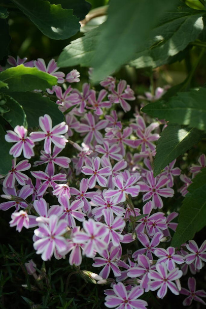 Phlox subulata "Candy Stripes" in the garden in May. Phlox subulata, the creeping phlox, moss phlox, moss pink or mountain phlox, is a species of flowering plant in the family Polemoniaceae. Berlin, Germany  - Photo, Image