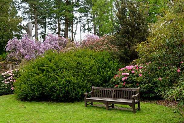 Plantas coloridas durante a primavera nos jardins Exbury, um grande jardim florestal pertencente à família Rothschild em Hampshire, Inglaterra, Reino Unido 20 de maio de 2021 - Foto, Imagem