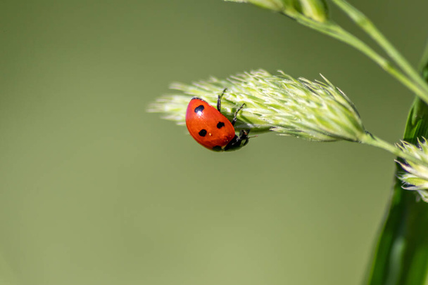 Beautiful black dotted red ladybug beetle climbing in a plant on green grass seeds with copy space hunting for plant louses to kill them as beneficial organism and useful animal in the spring garden - Photo, Image