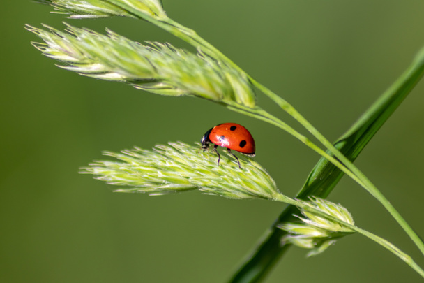 Güzel siyah noktalı kırmızı uğur böceği yeşil çimen tohumları üzerinde bir bitkiye tırmanıyor. Fotokopi alanı ile bitki artıkları için avlanıyor. Yararlı bir organizma ve bahar bahçesinde yararlı bir hayvan olarak onları öldürüyor. - Fotoğraf, Görsel