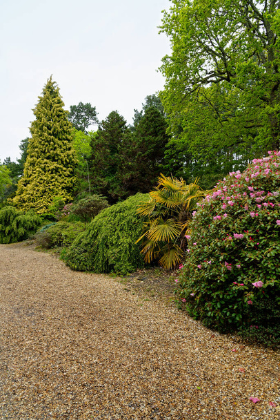 Plantas coloridas durante la primavera en los jardines de Exbury, un gran jardín forestal perteneciente a la familia Rothschild en Hampshire, Inglaterra, Reino Unido - 20 de mayo de 2021 - Foto, imagen