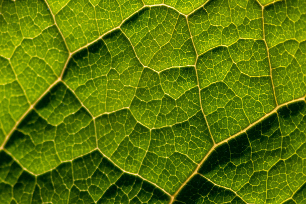 Makro průsvitného zeleného listu s listovými strukturami a detailními žilami je dokonalým objektem pro studium chlorofylu pro biologii a biochemickou analýzu žáků, studentů a učitelů ve škole - Fotografie, Obrázek