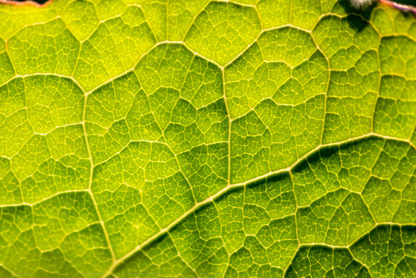 Makro průsvitného zeleného listu s listovými strukturami a detailními žilami je dokonalým objektem pro studium chlorofylu pro biologii a biochemickou analýzu žáků, studentů a učitelů ve škole - Fotografie, Obrázek