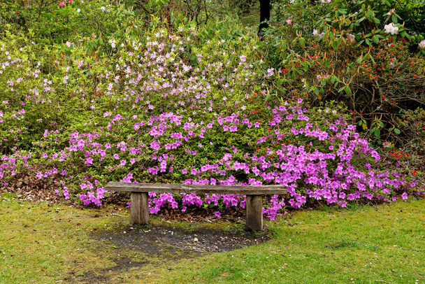 Värikkäitä kasveja keväällä Exburyn puutarhassa, Rothschild-perheeseen kuuluvassa suuressa metsäpuutarhassa Hampshiressä, Englannissa, Yhdistyneessä kuningaskunnassa 20. toukokuuta 2021 - Valokuva, kuva