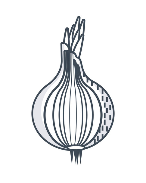 icono del boceto de cebolla - Vector, imagen