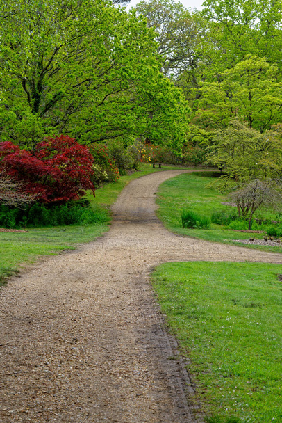 Kleurrijke planten in het voorjaar op het terrein van Exbury gardens, een grote bostuin van de Rothschild familie in Hampshire, Engeland - 20 mei 2021 - Foto, afbeelding