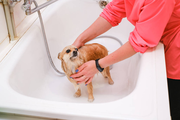 Pomerania in un bagno in un salone di bellezza per cani. Il concetto di divulgare tagli di capelli e toelettatura del cane. Spitz nel processo di lavaggio con vista orizzontale dell'acqua - Foto, immagini