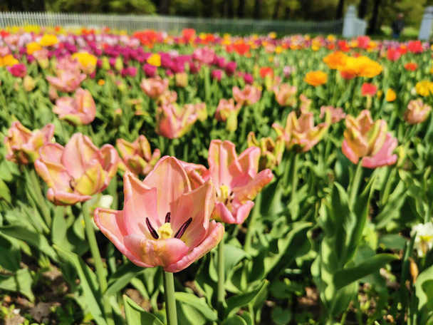 Por rózsaszín zöld vénák és csavart szirmok tulipán között zöld levelek. A szentpétervári Elagin-sziget tulipánfesztiválja. - Fotó, kép
