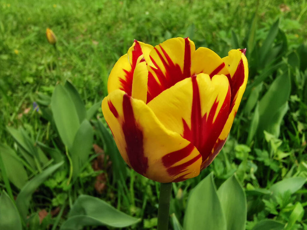 Keltainen tulppaani, jonka terälehdissä on punainen kuvio kukkapenkissä aurinkoisena kevätpäivänä. Tulppaanien festivaali Elaginin saarella Pietarissa. - Valokuva, kuva