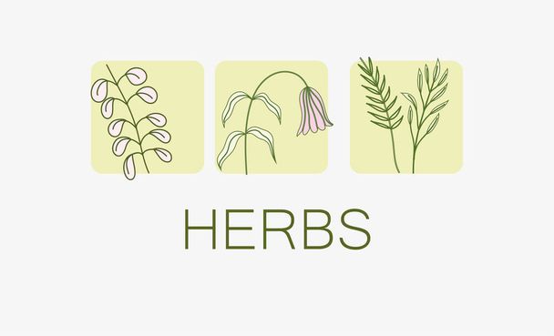herbs fowers leaves - Vector, imagen