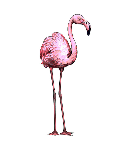 Pink flamingo from a splash of watercolor, colored drawing, realistic - Vektori, kuva