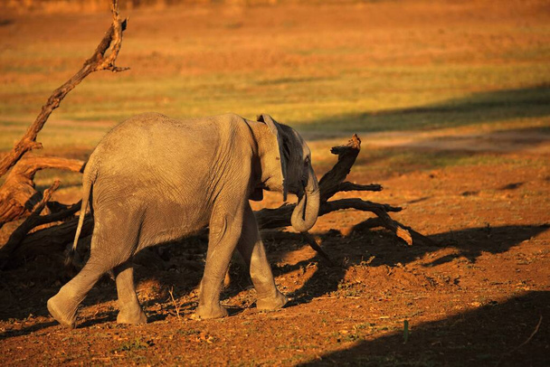 Ein afrikanischer Elefant (Loxodonta africana) am Morgen auf dem grünen Gras. Sonnenaufgang in South Luangwa, Sambia. - Foto, Bild