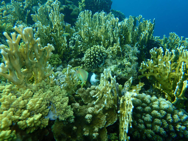 Impressionante vista submarina recife de coral, Mar Vermelho, Egito, Sharm El Sheikh, Baía de Nabq - Foto, Imagem