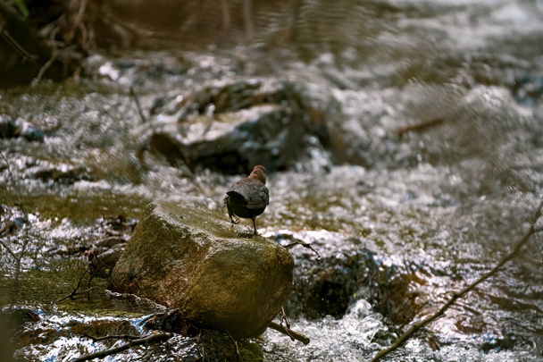 Sabahları çevresindeki su singuefyağı - Fotoğraf, Görsel