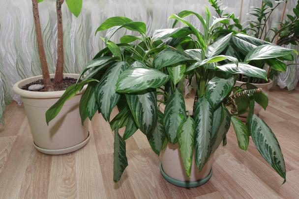 Planta de sala exótica Dieffenbachia no pote. Close-up de umas folhas de dieffenbachia verdes. Planta em vaso em um quarto ou escritório. - Foto, Imagem