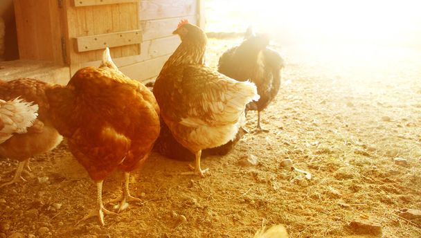 Farm hens in yard. Selective focus. Antibiotic free and hormone free farming, natural farming concept - Photo, Image